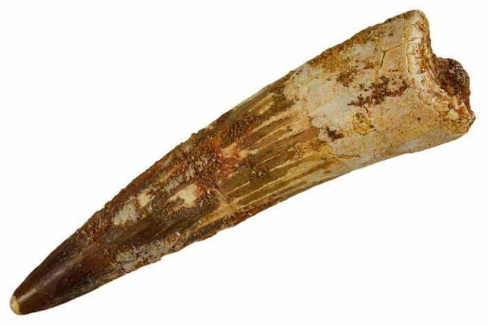 Bargain, Fossil Spinosaurus Tooth - Real Dinosaur Tooth #346922